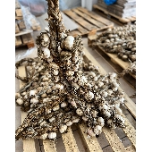 Red garlic from Nubia