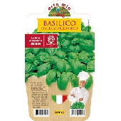 Italian Basil (Genoese) Pot Plant 10cm  - Orto mio